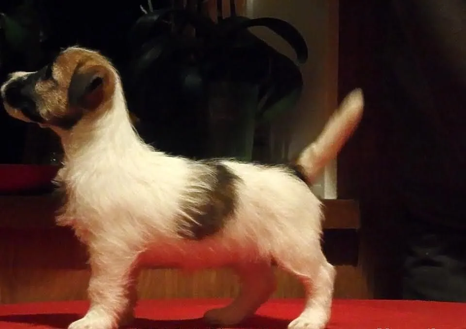 Jack Russell Terrier po championie - wyjątkowe szc
