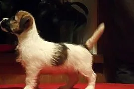 Jack Russell Terrier po championie - wyjątkowe szc, Strykowska Łódź , 