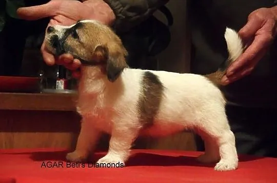 Jack Russell Terrier po championie - wyjątkowe szc