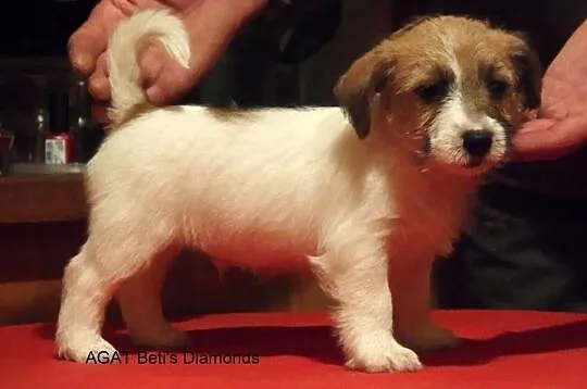 Jack Russell Terrier po championie - wyjątkowe szc