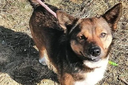 Piesek Kumpel do adopcji