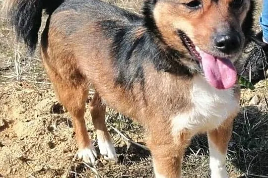 Piesek Kumpel do adopcji, Łódzkie, Wieluń