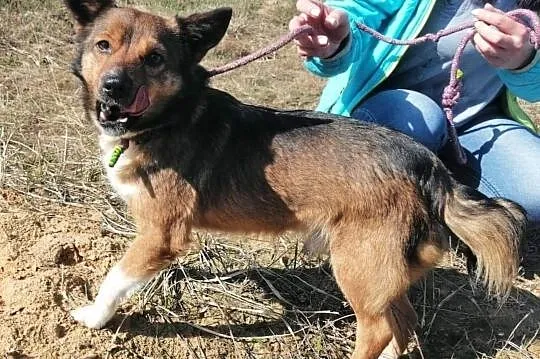 Piesek Kumpel do adopcji, Łódzkie, Wieluń