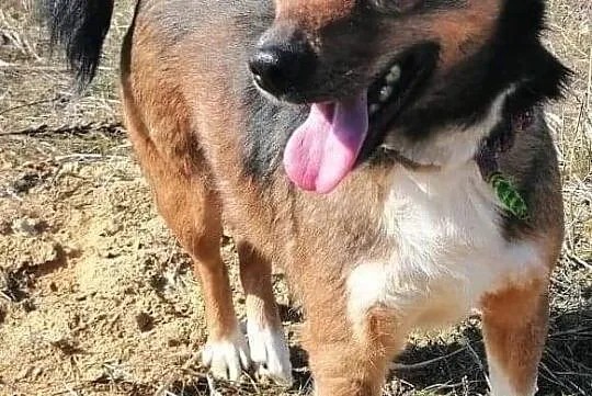 Piesek Kumpel do adopcji, Łódzkie, Wieluń