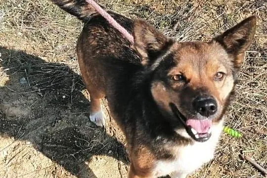 Piesek Kumpel do adopcji, Łódzkie, Wieluń