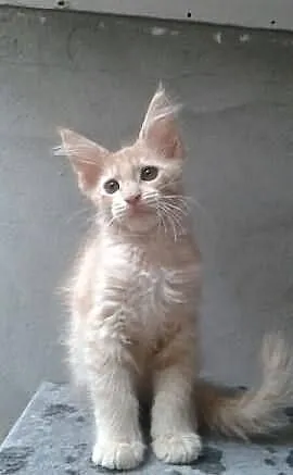 Śliczna koteczka Maine Coon.