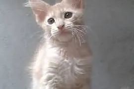 Śliczna koteczka Maine Coon.
