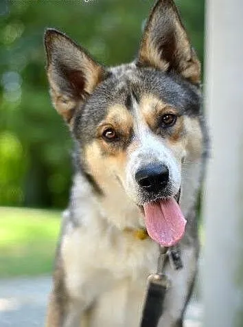 Diego - towarzyski psiak w typie husky czeka na ko