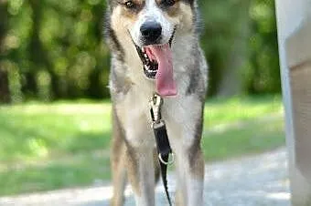 Diego - towarzyski psiak w typie husky czeka na ko