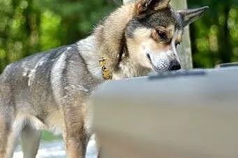 Diego - towarzyski psiak w typie husky czeka na ko