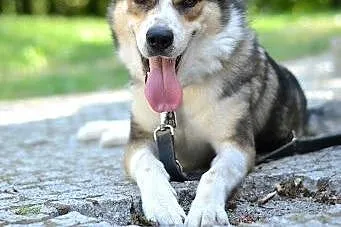 Diego - towarzyski psiak w typie husky czeka na ko