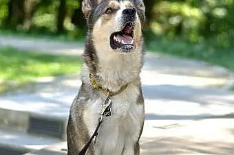 Diego - towarzyski psiak w typie husky czeka na ko