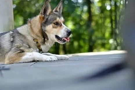 Diego - towarzyski psiak w typie husky czeka na ko