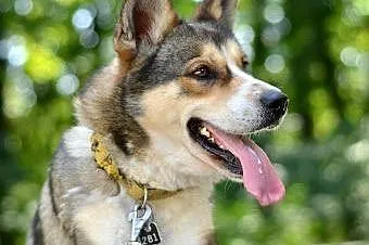 Diego - towarzyski psiak w typie husky czeka na ko
