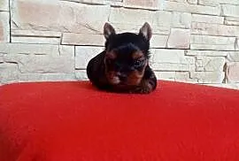 Yorkshire terrier. Uroczy maleńki piesek.