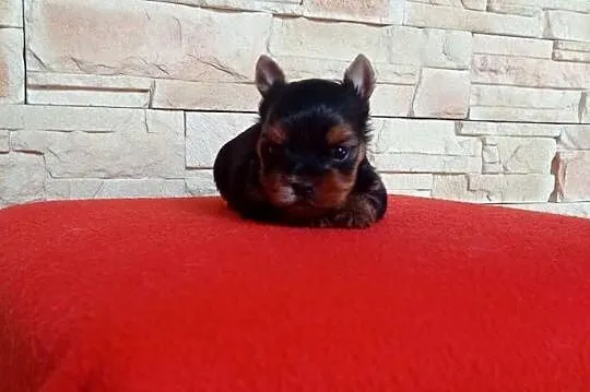 Yorkshire terrier. Uroczy maleńki piesek.