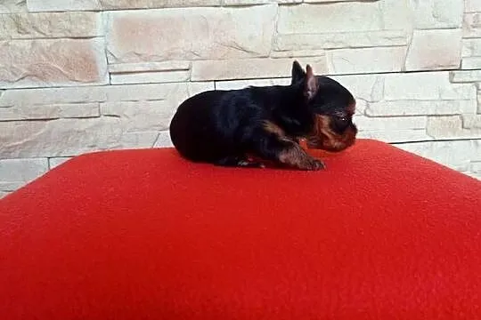 Yorkshire terrier. Uroczy maleńki piesek., Lubuskie, Nowe Miasteczko