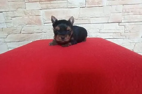 Yorkshire terrier. Uroczy maleńki piesek., Lubuskie, Nowe Miasteczko