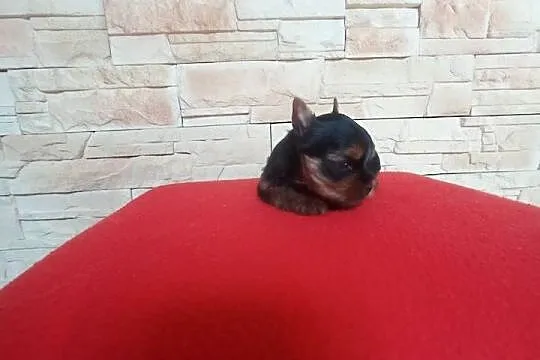 Yorkshire terrier. Uroczy maleńki piesek., Lubuskie, Nowe Miasteczko