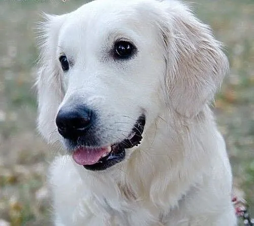 Golden Retriever DONIA - do adopcji, mazowieckie