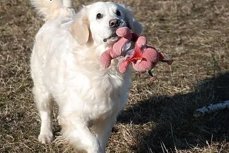 Golden Retriever DONIA - do adopcji,  mazowieckie 