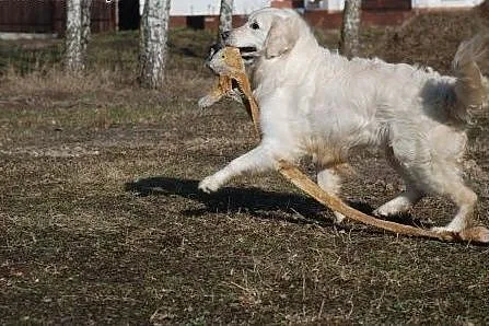 Golden Retriever DONIA - do adopcji,  mazowieckie 