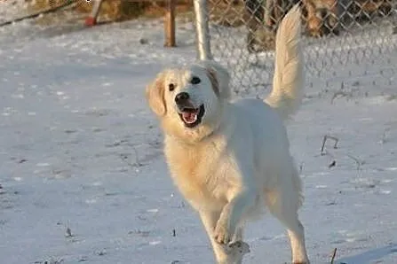 Golden Retriever DONIA - do adopcji,  mazowieckie 
