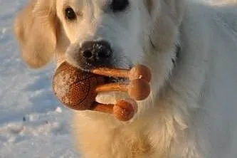 Golden Retriever DONIA - do adopcji,  mazowieckie 