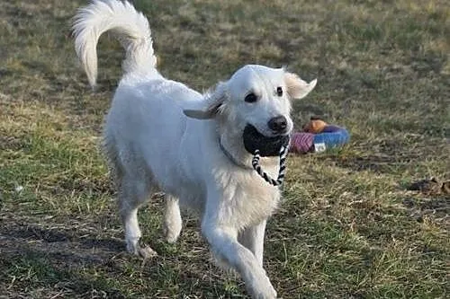 Golden Retriever DONIA - do adopcji,  mazowieckie 