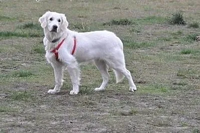 Golden Retriever DONIA - do adopcji,  mazowieckie 