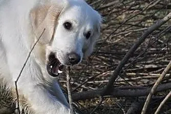 Golden Retriever DONIA - do adopcji,  mazowieckie 
