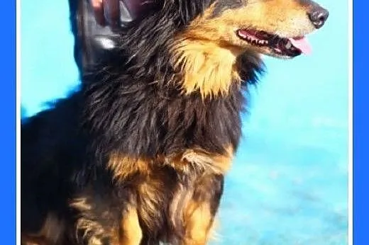 8 kg,długowłosy,przyjazny,wesoły piesek TADZIK.Adopcja,  małopolskie Kraków