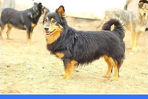8 kg,długowłosy,przyjazny,wesoły piesek TADZIK.Ado