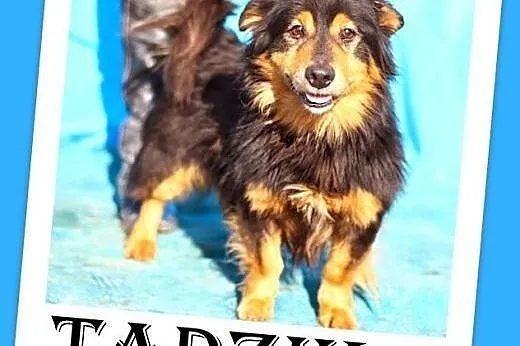 8 kg,długowłosy,przyjazny,wesoły piesek TADZIK.Ado