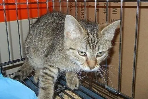 Burasek Istvan do adopcji!!,  łódzkie Łódź