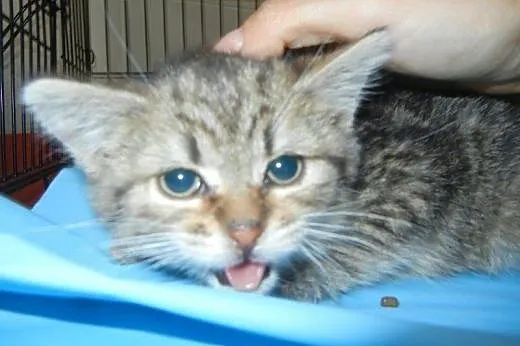 Burasek Istvan do adopcji!!,  łódzkie Łódź