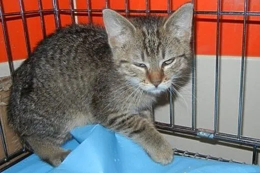 Burasek Istvan do adopcji!!,  łódzkie Łódź