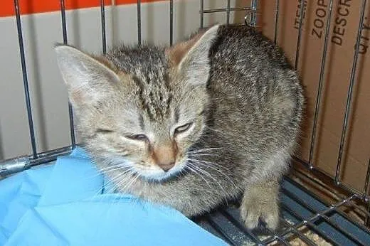 Burasek Istvan do adopcji!!,  łódzkie Łódź