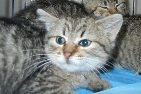 Burasek Istvan do adopcji!!,  łódzkie Łódź