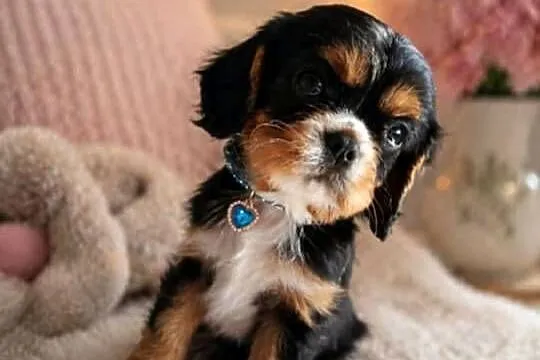 Przepiękny piesek Cavalier King Charles Spaniel, Kujawsko-pomorskie, Żnin
