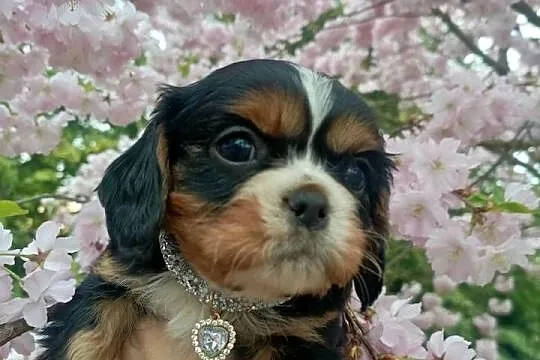 Przepiękny piesek Cavalier King Charles Spaniel, Kujawsko-pomorskie, Żnin