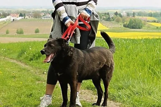 Harpun najsmutniejszy pies w schronisku pilnie szu