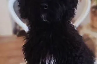 Shihpoo piesek . Shihtzu Pudel toy miniatura szczenię, szczeniak
