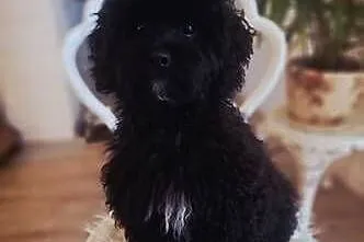 Shihpoo piesek . Shihtzu Pudel toy miniatura szczenię, szczeniak, Mazowieckie, Maków Mazowiecki