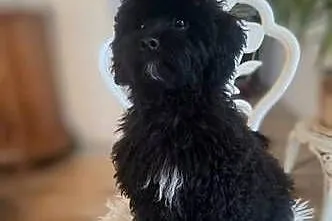 Shihpoo piesek . Shihtzu Pudel toy miniatura szczenię, szczeniak, Mazowieckie, Maków Mazowiecki
