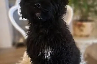 Shihpoo piesek . Shihtzu Pudel toy miniatura szczenię, szczeniak, Mazowieckie, Maków Mazowiecki