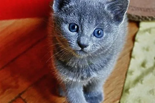Piękne Koteczki Rosyjskie Niebieskie ALMINI*PL rod