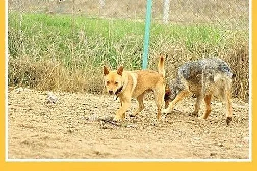 Jak pies pustyni,11mies.przyjazny,łagodny pies NIU