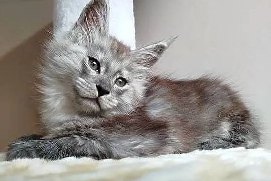 Kira Kotka Maine Coon