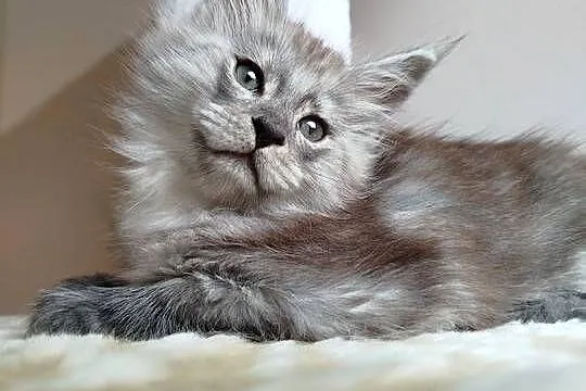Kira Kotka Maine Coon, Kujawsko-pomorskie, Szembruk